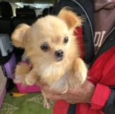 チワワ(ロング)