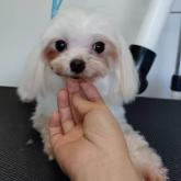 マルチーズ