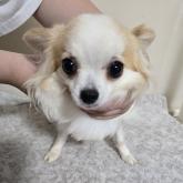 チワワ(ロング)