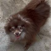ポメラニアン