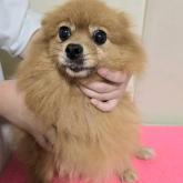 ポメラニアン