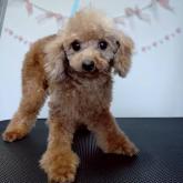 トイプードル