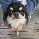 チワワ(ロング)