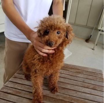 犬 × トイプードル × 成犬の里親募集一覧｜並び順：掲載期限が遠い順 