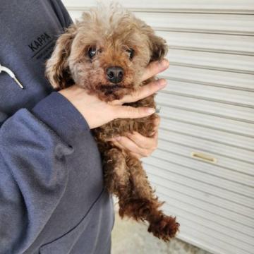 犬 × トイプードル × 成犬の里親募集一覧｜並び順：掲載期限が遠い順 