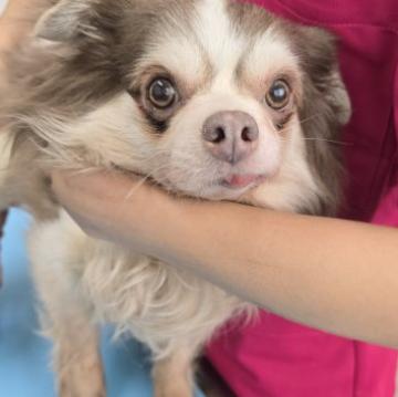 犬 × 大分県 × チワワ(ロング)の里親募集一覧｜ハグー -みんなのペット