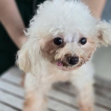 犬 × 鹿児島県 × トイプードルの里親募集一覧｜ハグー -みんなのペット