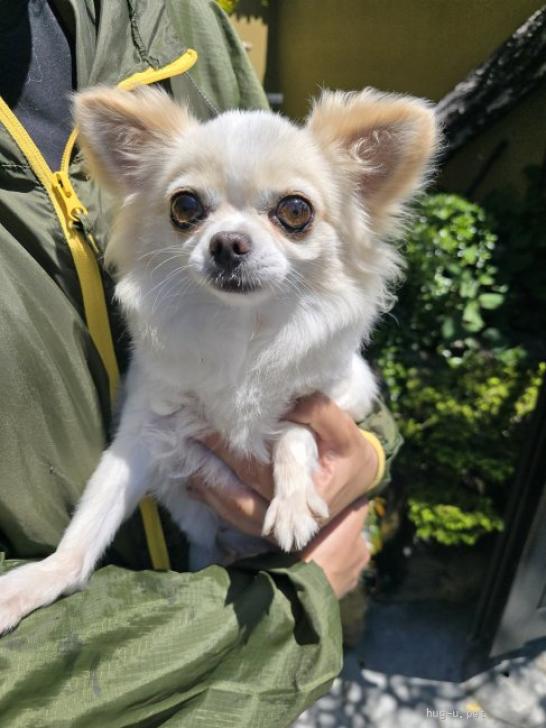 わんちゃん　パネル　里親募集中⑦　ハンドメイド　オーダー受付ページ 犬の里親募集】兵庫県・チワワ(ロング)・Ta-80（ID:2605-00902