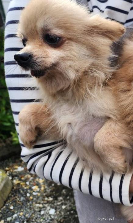 犬の里親募集】兵庫県・ポメラニアン・No.913（ID:2511-01022