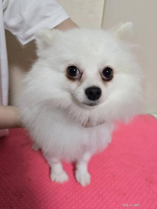 犬の里親募集】兵庫県・ポメラニアン・No105（ID:2606-00412）｜ハグー