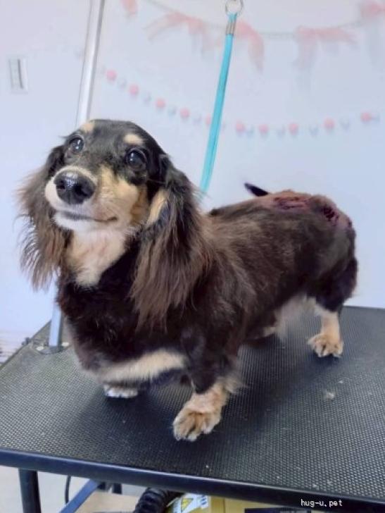 犬の里親募集】兵庫県・ミニチュアダックスフンド(ロング)・K-2（ID