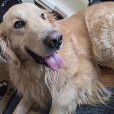 ゴールデンレトリバー