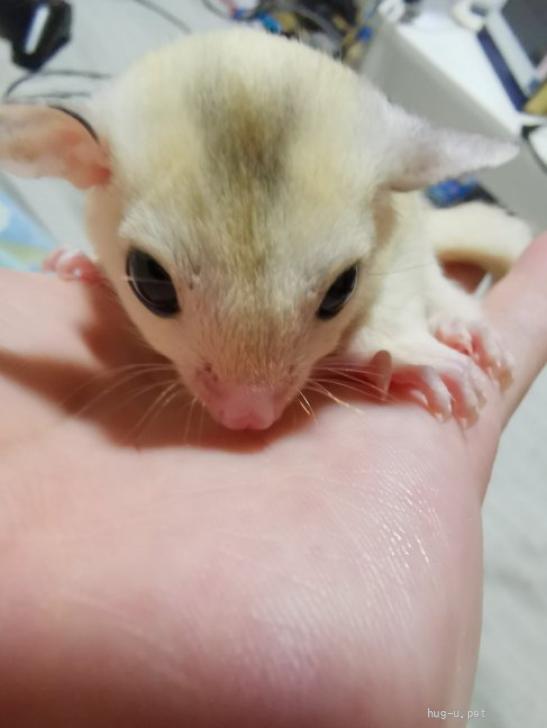 小動物の里親募集】愛知県・フクロモモンガ・フクロモモンガ