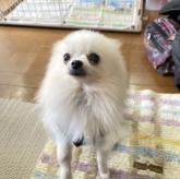 ポメラニアン