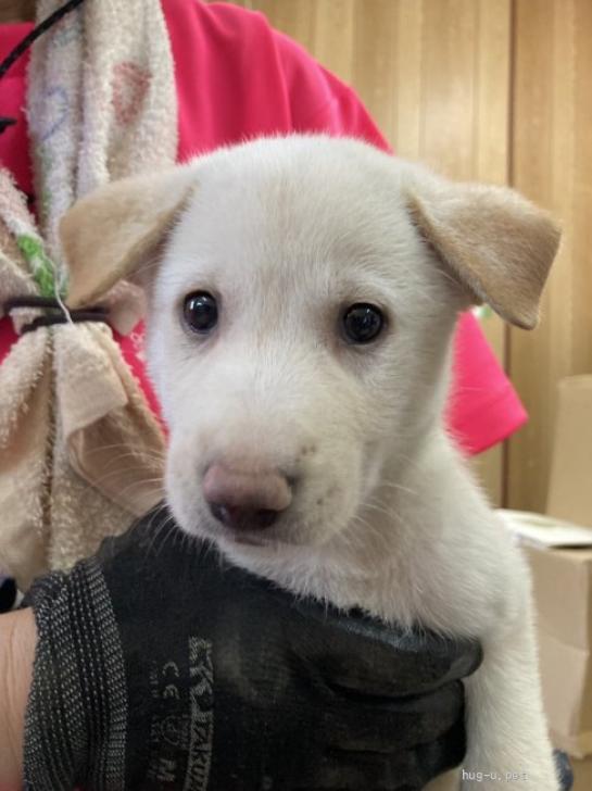 犬の里親募集】山口県・雑種・人慣れ◎ネネちゃん（ID:2510-00480