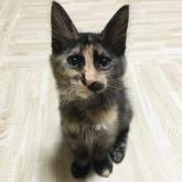 雑種