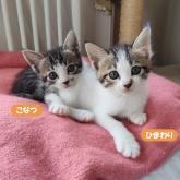 雑種