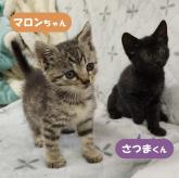 雑種
