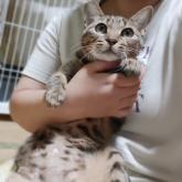 雑種