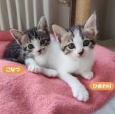 雑種