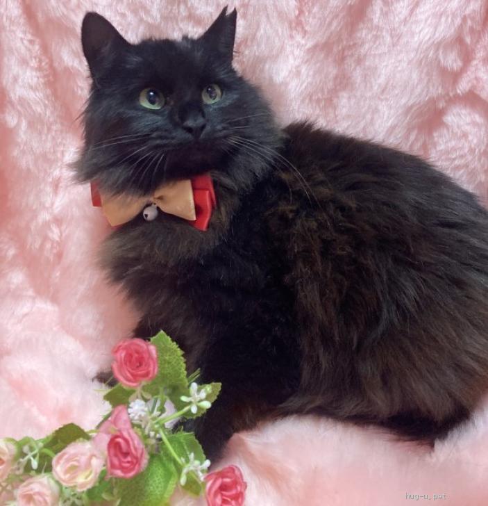猫の里親募集】千葉県・雑種・まるでぬいぐるみ♪ふわふわ長毛『アロマ 