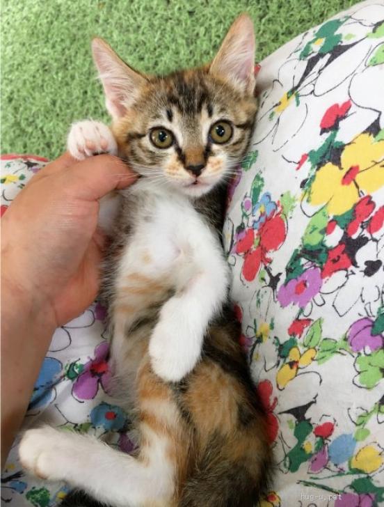 猫の里親募集】千葉県・雑種・乙女組！ママが大好き甘えん坊『ひな