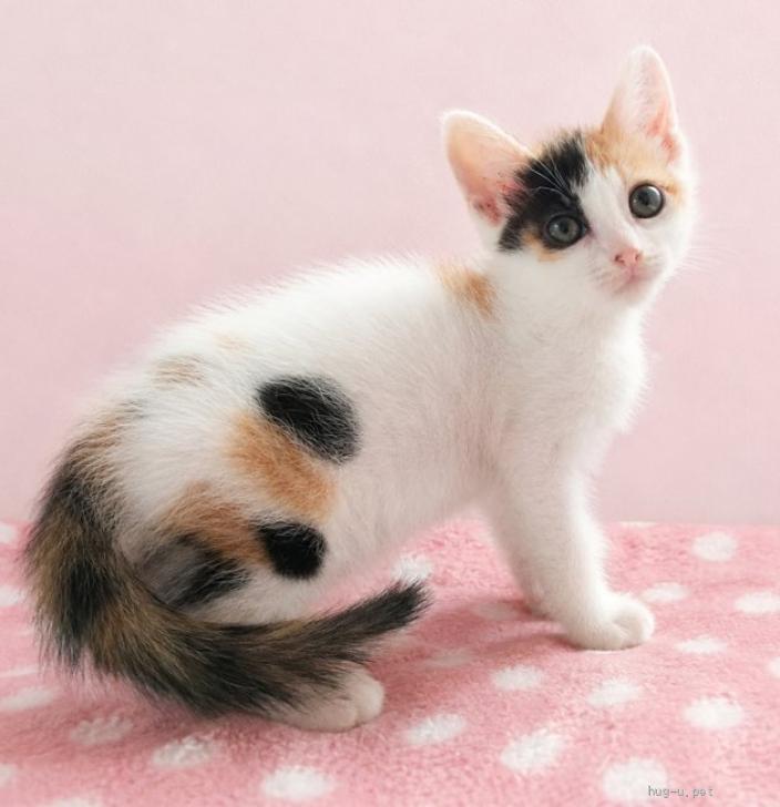 猫の里親募集】千葉県・雑種・乙女組！ほわほわ白三毛『たまちゃん』2