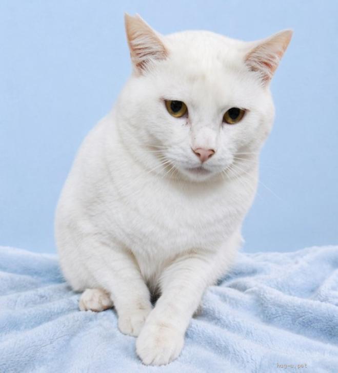 pet_img_3_vkdux6r8rmkn.jpg