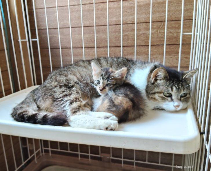 猫の里親募集】千葉県・雑種・乙女組！ママが大好き甘えん坊『ひな