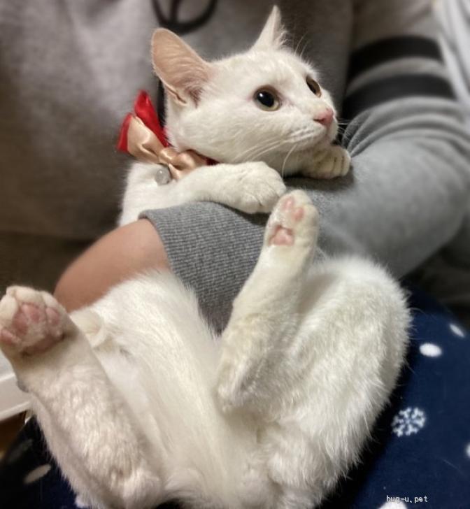 猫の里親募集】千葉県・雑種・白猫ツインズ！おっとり優しい『つらら
