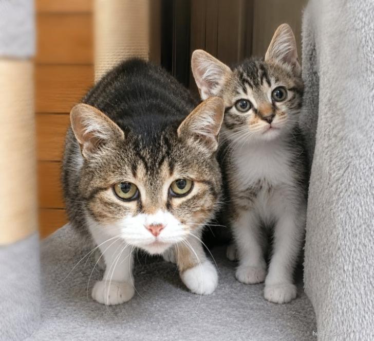ひなねこ。ページ 猫の里親募集】千葉県・雑種・乙女組！ママが大好き甘えん坊『ひな