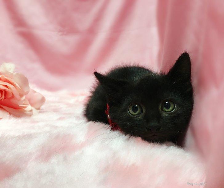 猫の里親募集】千葉県・雑種・まんまる兄妹！黒猫『まめ君』2ヶ月半