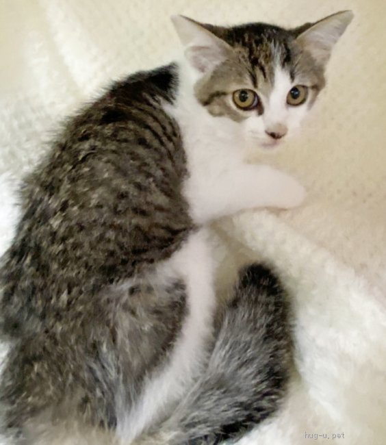 猫の里親募集】千葉県・雑種・美猫ツインズ！丸顔のキジ白「マリモくん