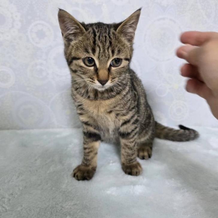 もも猫ページ 猫の日」に合わせて待望の初コラボが決定！PAUL & JOE ACCESSOIRES