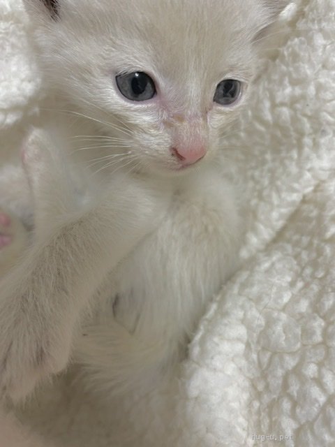 白猫ページです。 猫の里親募集】神奈川県・雑種・白猫アルテミス♂266g（ID:2205-00384