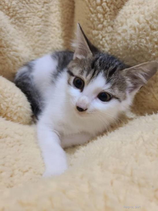 猫の里親募集】神奈川県・雑種・白キジ子猫 イリゼ♀（ID:2211-00457