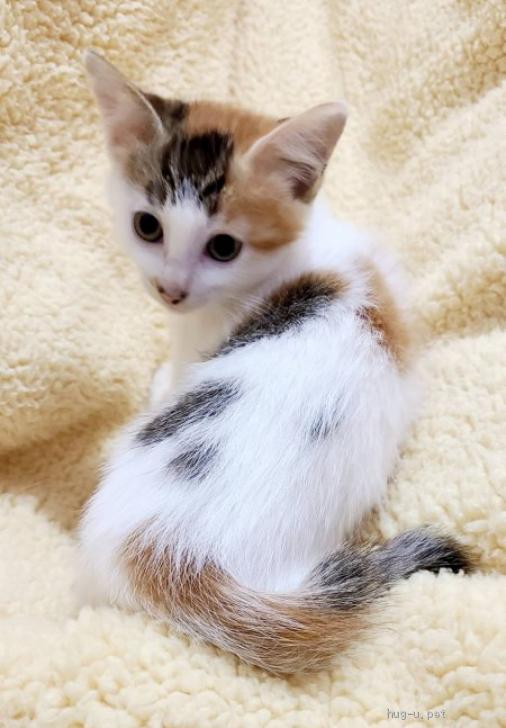 猫の里親募集】神奈川県・雑種・白ミケ子猫フルール♀（ID:2211-00456