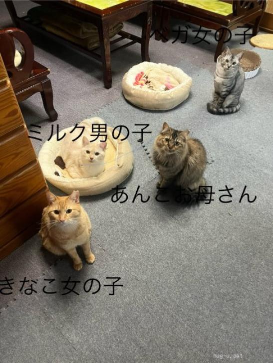 猫の里親募集】岐阜県・雑種・親子で4匹引き取り可能な方宜しくお願いします。（ID:2307-01229）｜ハグー -みんなのペット里親情報