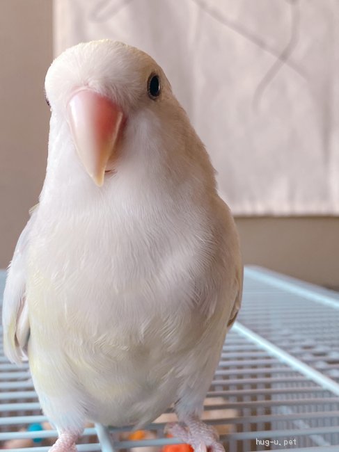 鳥の里親募集 香川県 インコ よろしくお願いします Id 25 ハグー みんなのペット里親情報 鳥の里親募集 香川県 インコ よろしくお願いします Id 25 ハグー みんなのペット里親情報
