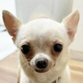 チワワ(スムース)