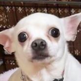 チワワ(スムース)