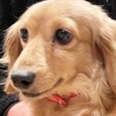 ミニチュアダックスフンド(ロング)