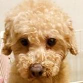 トイプードル