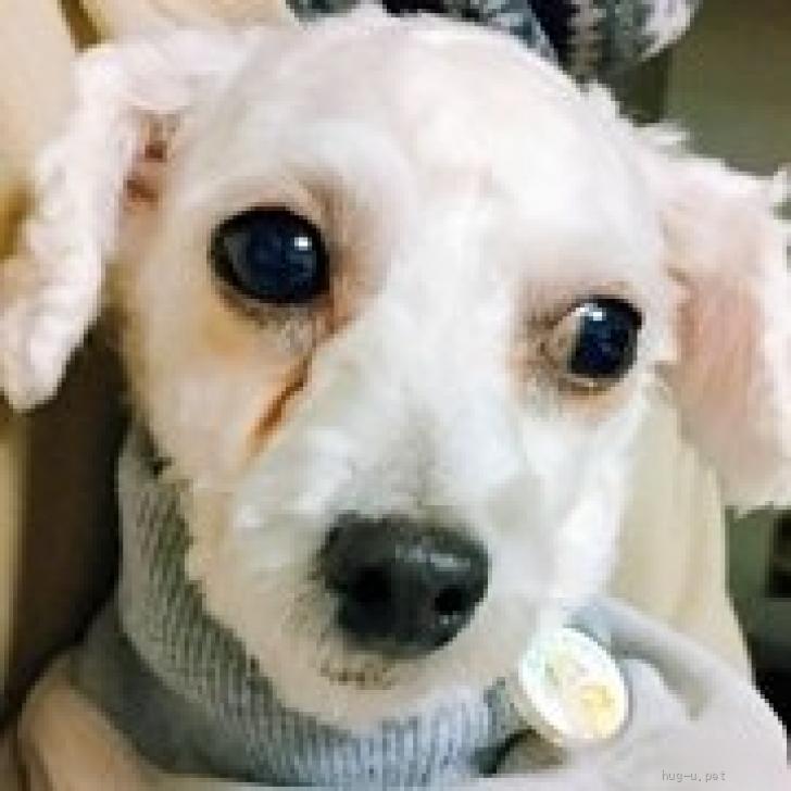 犬の里親募集】神奈川県・トイプードル・トイプードル くるみちゃん