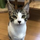 雑種