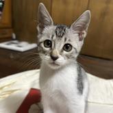 雑種