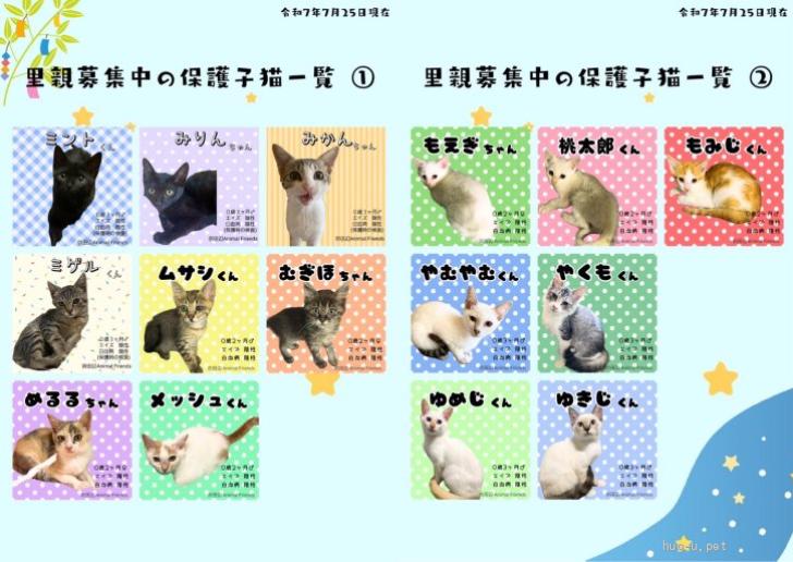 猫の里親募集】京都府・雑種・8/31（日）里親会参加！美猫のみかん（ID