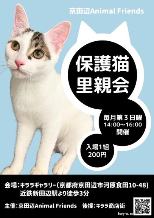 猫の里親募集】京都府・雑種・8/31（日）里親会参加！美猫のみかん（ID