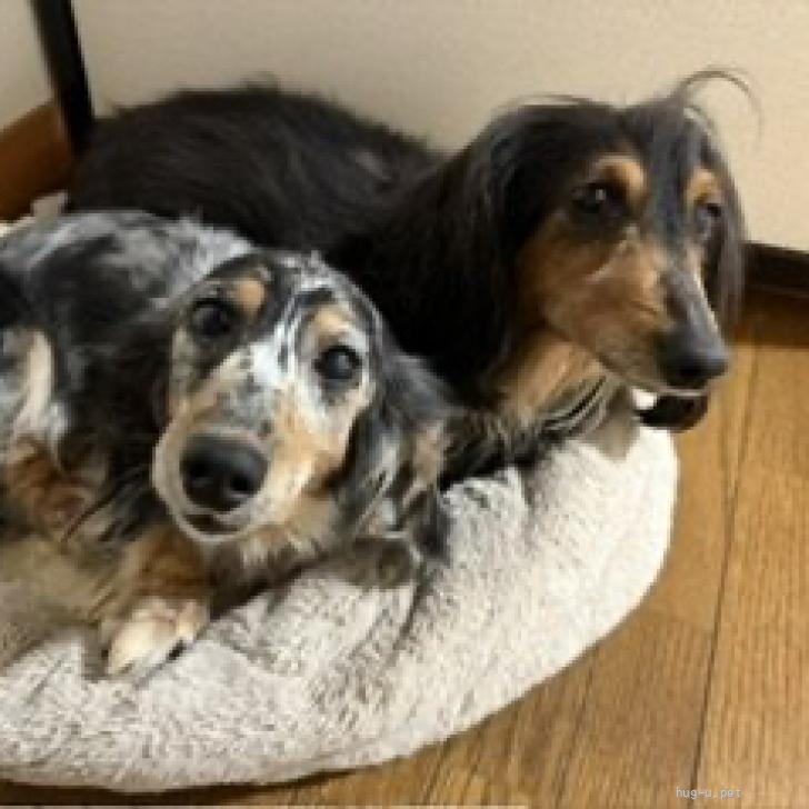 犬の里親募集】福島県・ミニチュアダックスフンド(ロング)・ダックスの