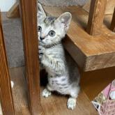 雑種